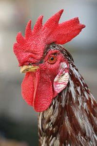 220px-Rooster_portrait2